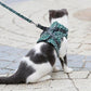🔥 Pettorina e guinzaglio per gatti, cinghia anti-rottura, abbigliamento per gatti
