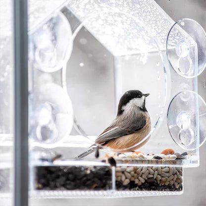 🔥 Alimentatore per uccelli da finestra in acrilico trasparente🐦